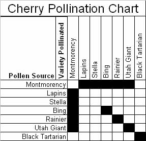 Cherry Pollination Chart