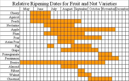 This chart shows the relative ripening dates for different fruit and nut varieties.